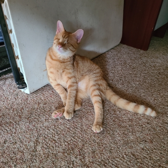 🐾LIVE/SILENT SHOW LISTING 🐾🐾🐾🐾 - Picture 9 of 16